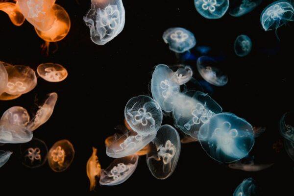 組圖:加州太平洋水族館推出夢幻水母展