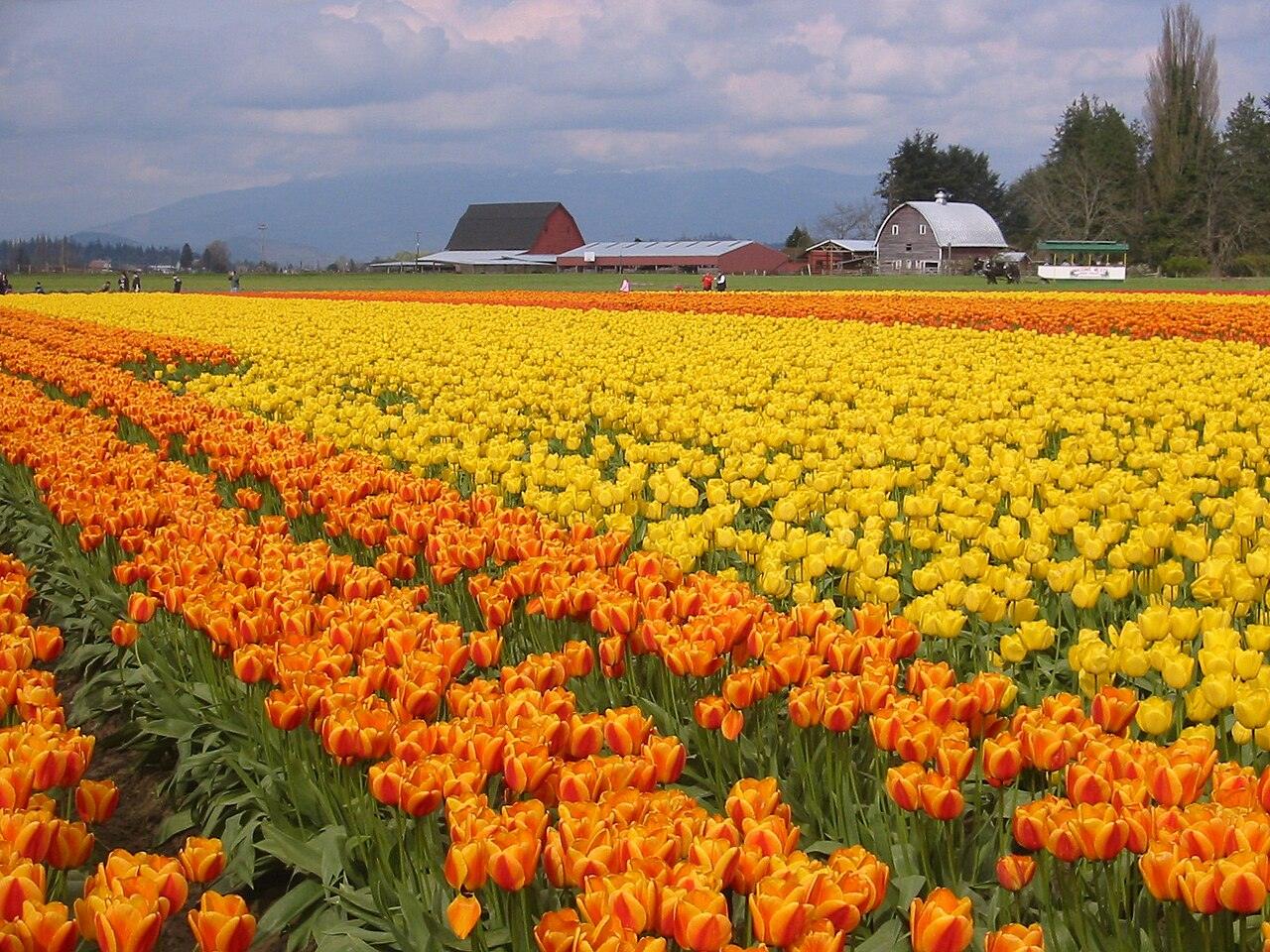 Skagit Valley 鬱金香節攻略 2026：花期、交通與避開人潮