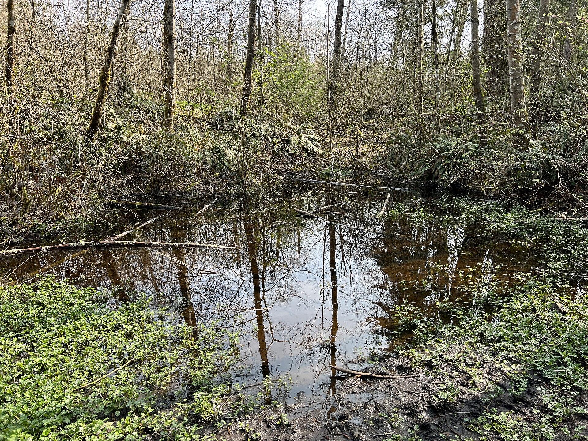 McCollum Park Forest Loop Trail