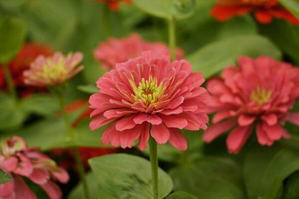 選對多種耐熱花卉 花園無懼盛夏烈日