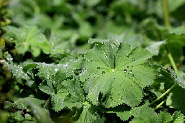 MIT研究：植物能「聽到」雨聲 加速破土發芽