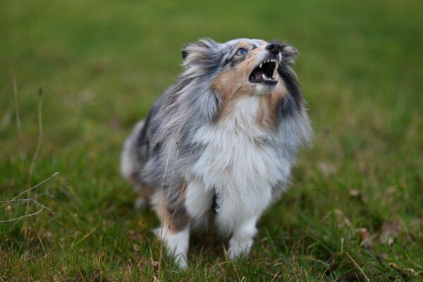 小狗聽到門鈴吠叫 訓犬師：主人別犯這個錯