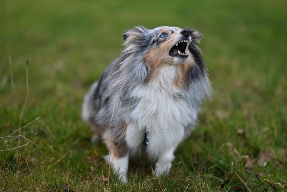 小狗聽到門鈴吠叫 訓犬師：主人別犯這個錯