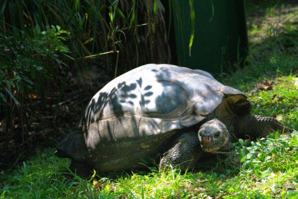 世界最長壽陸地動物已194歲 屢破世界紀錄