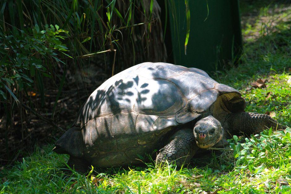 世界最長壽陸地動物已194歲 屢破世界紀錄
